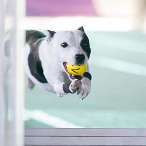 Group Intro to Flyball (Sundays February 2025)