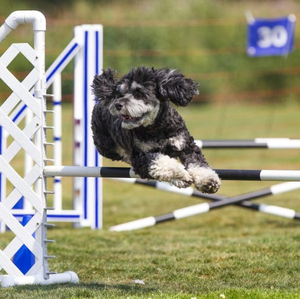 Introduction to Agility (Monday February 3rd 2025 at 8:00 pm)